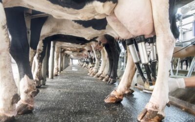 Study: Heat stress costs dairies millions in lost milk production